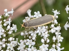 Eilema lurideola