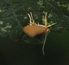 Crassa unitella