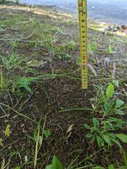 Spiranthes australis