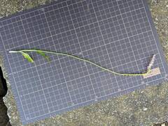 Spiranthes australis