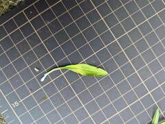 Spiranthes australis