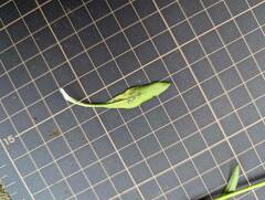 Spiranthes australis