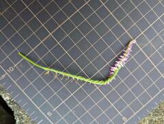 Spiranthes australis