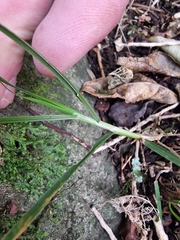 Poa matthewsii
