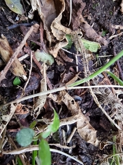 Poa matthewsii