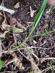 Poa matthewsii