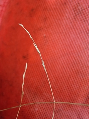 Poa matthewsii