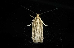 Agonopterix umbellana