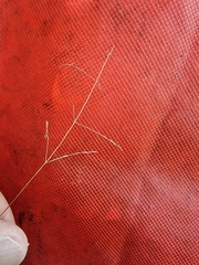 Poa matthewsii