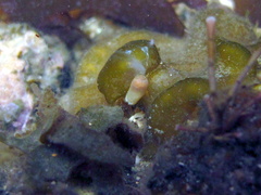 Ascobulla fischeri