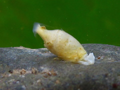 Volvatella maculata