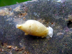 Volvatella maculata