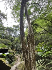 Lagerstroemia subcostata