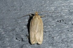 Agonopterix umbellana