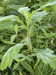 Artemisia stolonifera