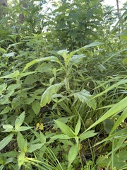 Artemisia stolonifera