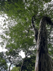 Lagerstroemia subcostata