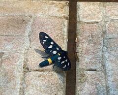 Amata ragazzii