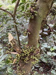 Ficus benguetensis