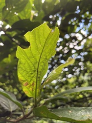 Ficus benguetensis