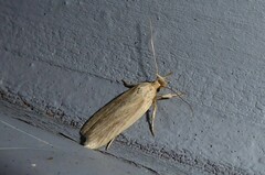 Agonopterix umbellana