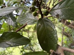 Ficus benguetensis