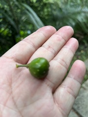 Ficus benguetensis