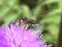 Empis livida