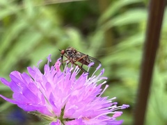 Empis livida