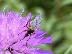 Empis livida