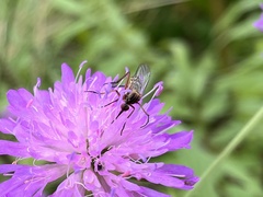 Empis livida