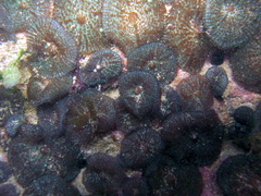Rhodactis bryoides