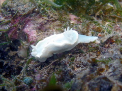 Glossodoris pallida