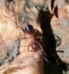 Formica exsecta