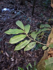 Diospyros mabacea