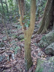 Diospyros mabacea