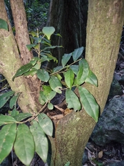 Diospyros mabacea