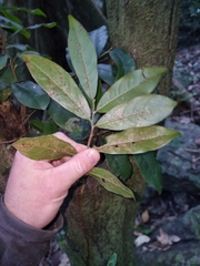 Diospyros mabacea