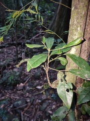 Diospyros mabacea