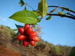 Artabotrys scytophyllus
