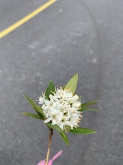 Rhododendron micranthum