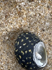 Chlorodiloma odontis