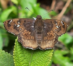 Caprona ransonnettii