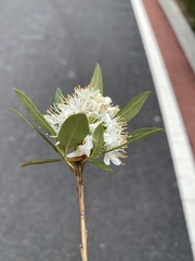 Rhododendron micranthum