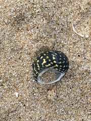 Chlorodiloma odontis