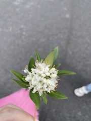 Rhododendron micranthum