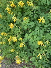 Pseudofumaria lutea