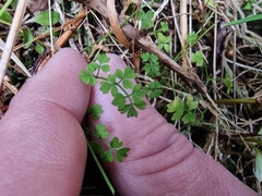 Chaerophyllum ramosum