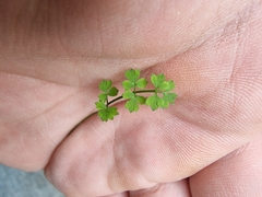 Chaerophyllum ramosum