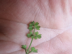 Chaerophyllum ramosum